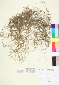 primary herbarium image