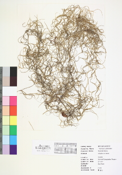 primary herbarium image