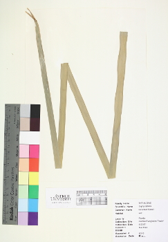 primary herbarium image