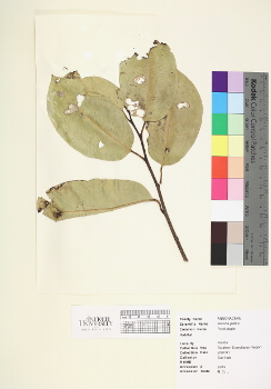 primary herbarium image