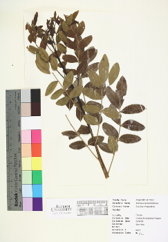 primary herbarium image