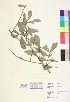 primary herbarium image