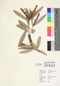 primary herbarium image