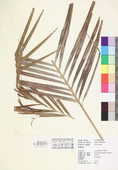 primary herbarium image