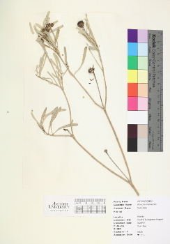 primary herbarium image