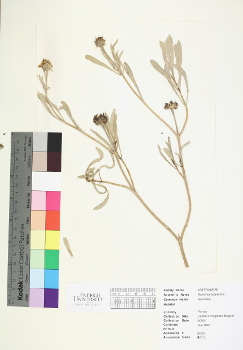 primary herbarium image