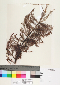 primary herbarium image
