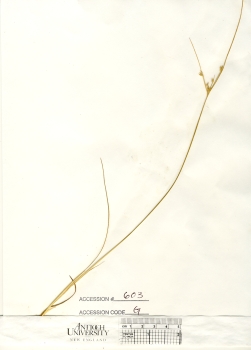 primary herbarium image
