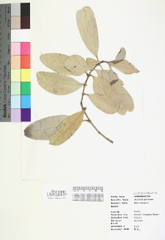 primary herbarium image