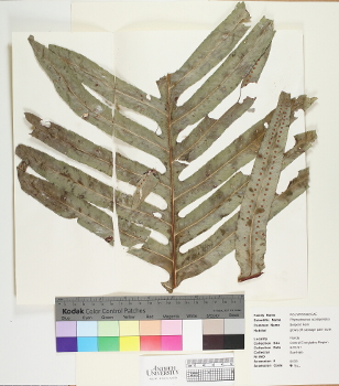 primary herbarium image