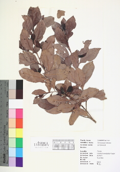 primary herbarium image