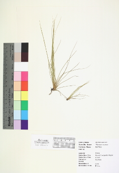 primary herbarium image
