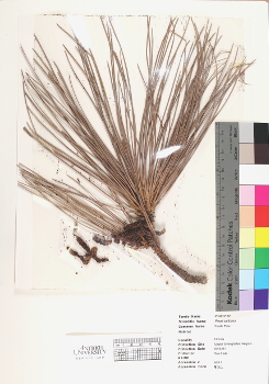 primary herbarium image