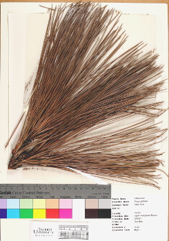 primary herbarium image