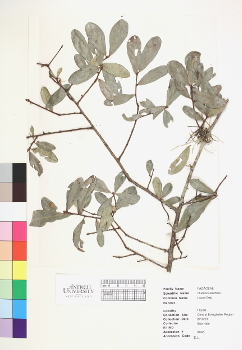 primary herbarium image