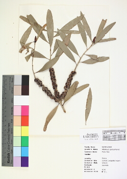 primary herbarium image