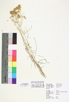 primary herbarium image