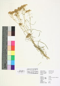 primary herbarium image
