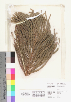 primary herbarium image