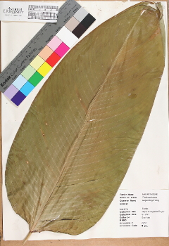 primary herbarium image