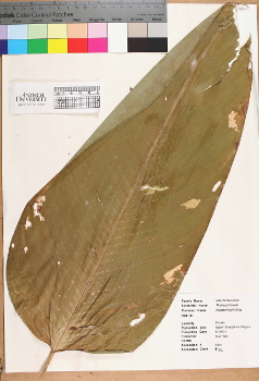 primary herbarium image