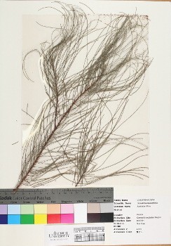 primary herbarium image