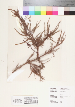 primary herbarium image