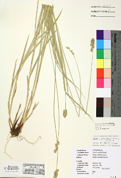 primary herbarium image