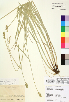 primary herbarium image