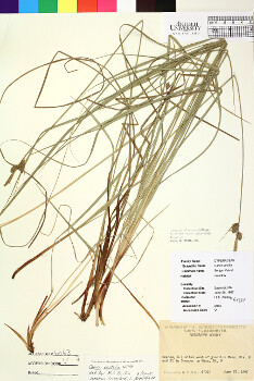 primary herbarium image
