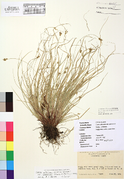 primary herbarium image