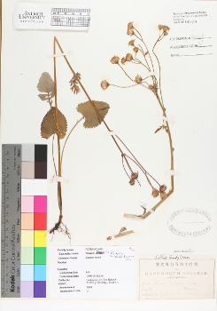 primary herbarium image