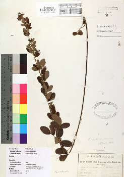 primary herbarium image