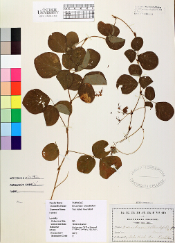 primary herbarium image
