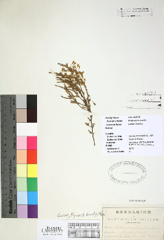 primary herbarium image