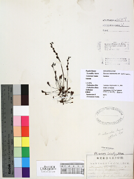 primary herbarium image