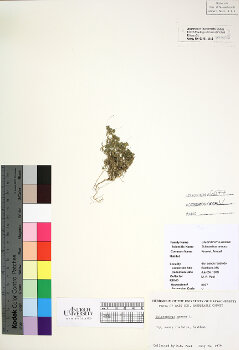 primary herbarium image