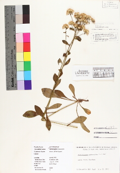 primary herbarium image
