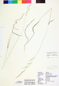 primary herbarium image