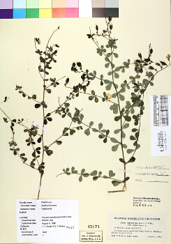 primary herbarium image