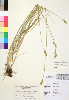 primary herbarium image
