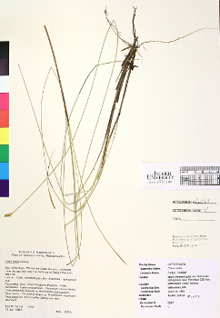 primary herbarium image