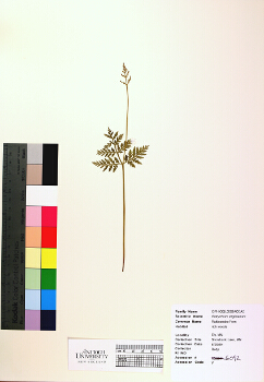 primary herbarium image