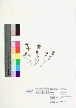 primary herbarium image