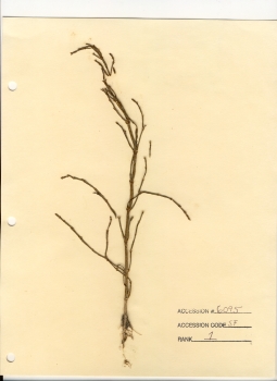 primary herbarium image