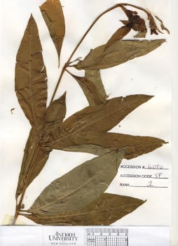 primary herbarium image