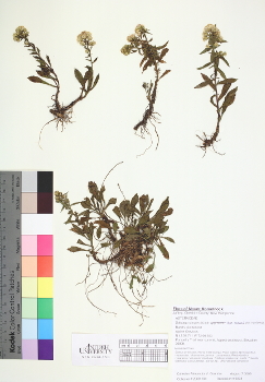 primary herbarium image