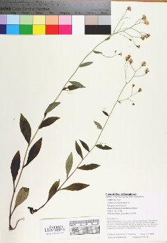 primary herbarium image