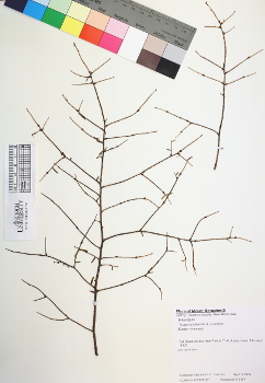 primary herbarium image