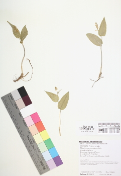 primary herbarium image